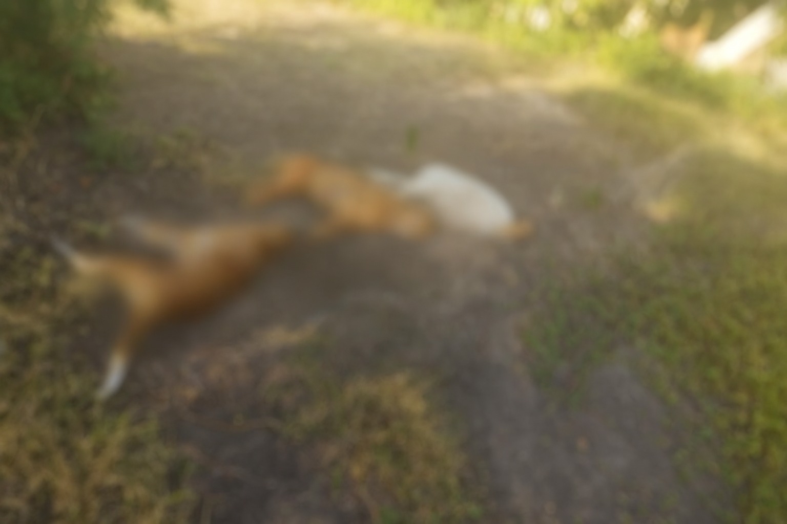 Polícia Civil prende responsável por armadilha eletrificada que matou três cães em assentamento em Ladário