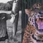 Um mês depois, família não sente mágoa de onça que matou Jorginho