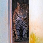 Onça que matou caseiro “Jorginho” segue estável e reativa