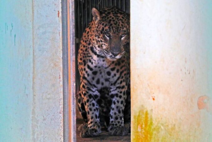 Onça que matou caseiro “Jorginho” segue estável e reativa