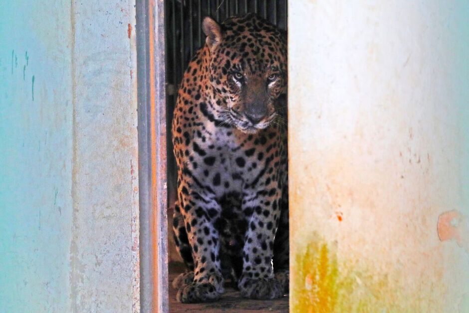 Onça que matou caseiro “Jorginho” segue estável e reativa