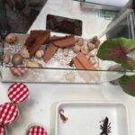 Escorpiões lideram acidentes com animais peçonhentos em Mato Grosso do Sul