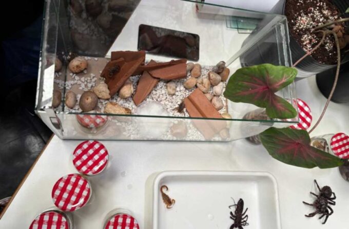 Escorpiões lideram acidentes com animais peçonhentos em Mato Grosso do Sul