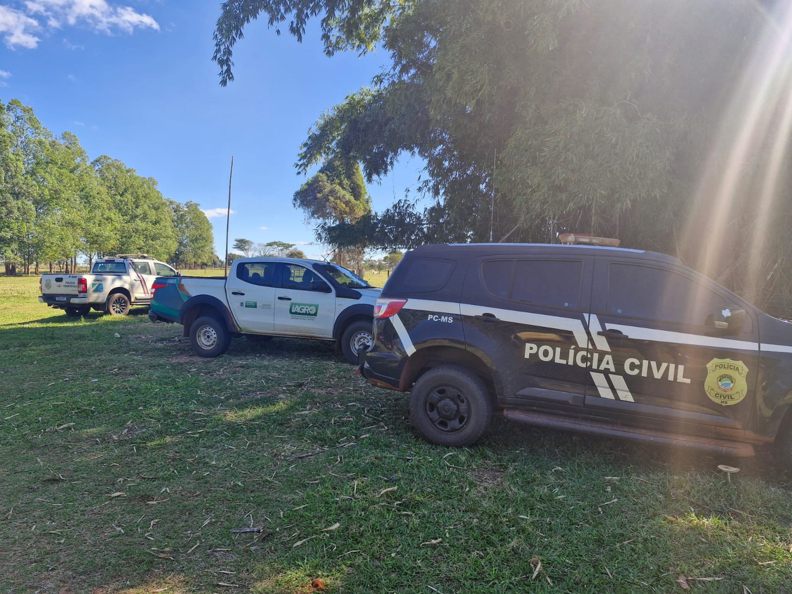 Polícia Civil deflagra operação contra furto e adulteração de gado em Brasilândia