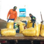 Polícia Civil incinera duas toneladas de entorpecente em Iguatemi