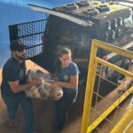 Polícia Civil incinera mais de 1,5 tonelada de drogas de Nova Andradina