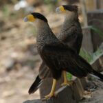 Suspeita de gripe aviária em carcará é investigada em MS