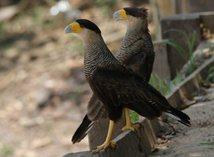 Suspeita de gripe aviária em carcará é investigada em MS