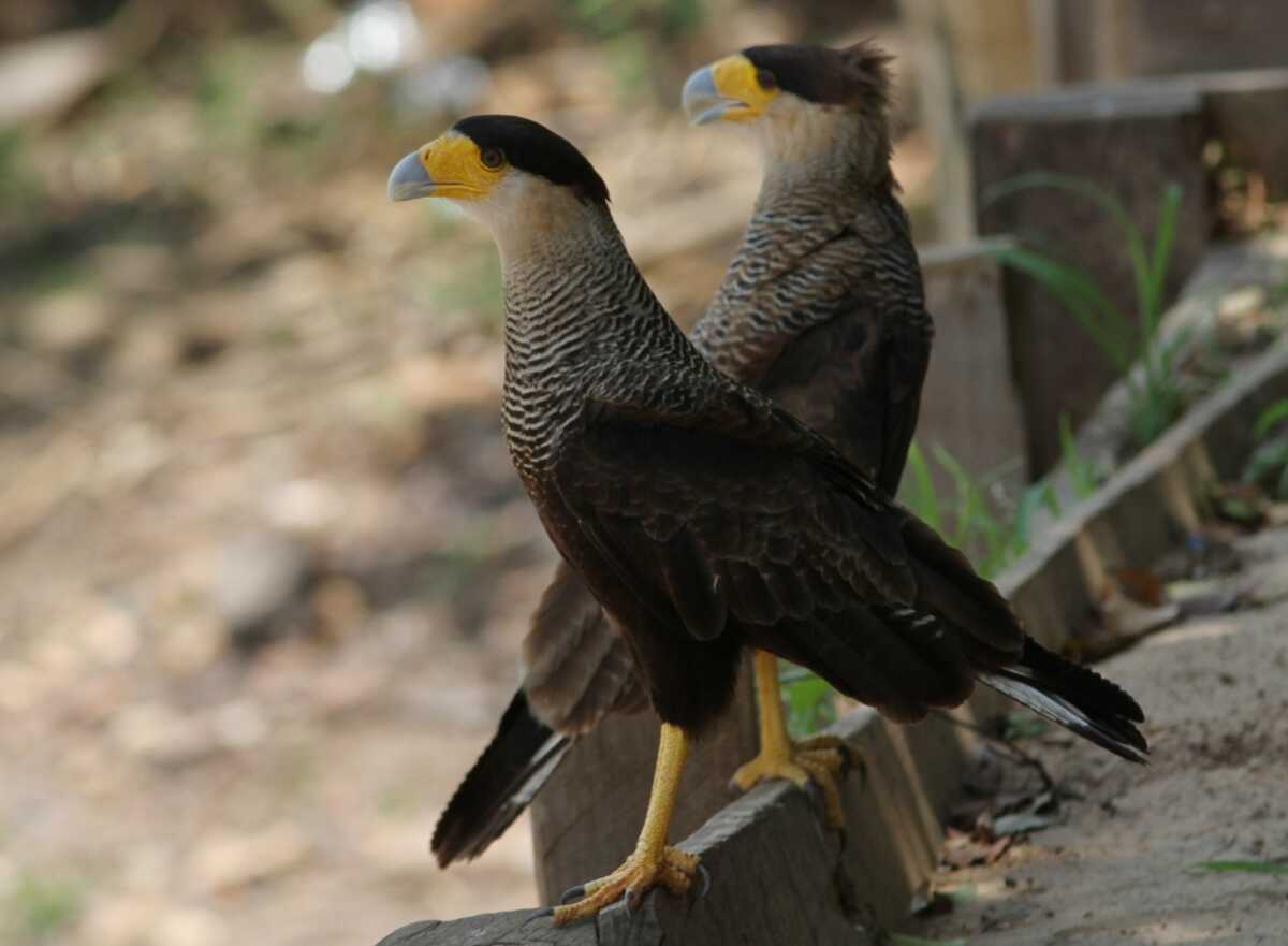 Suspeita de gripe aviária em carcará é investigada em MS