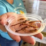 Alerta para aumento de escorpiões em agosto e setembro em Jardim