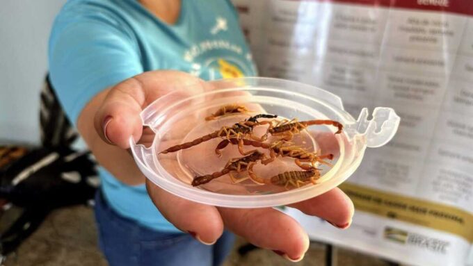 Alerta para aumento de escorpiões em agosto e setembro em Jardim