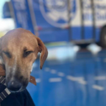 Atendimentos no CCZ de Anastácio são suspensos durante a Caravana da Castração