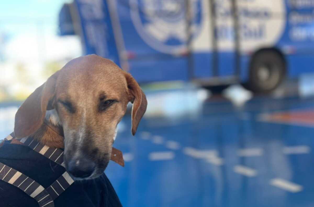 Atendimentos no CCZ de Anastácio são suspensos durante a Caravana da Castração