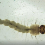 Brasil inaugura maior biofábrica do mundo de mosquitos "do bem"