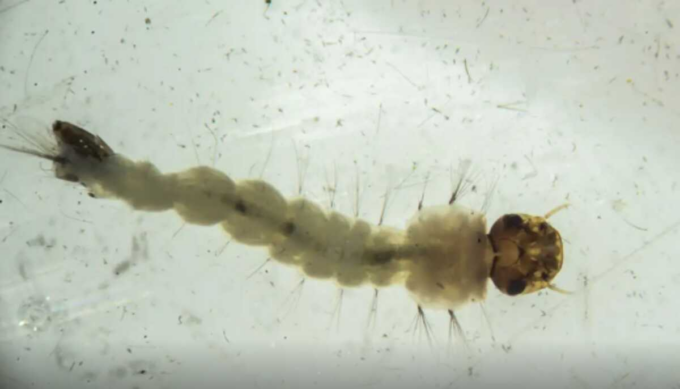 Brasil inaugura maior biofábrica do mundo de mosquitos "do bem"