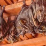 Campo Grande registra novo caso de raiva em morcego