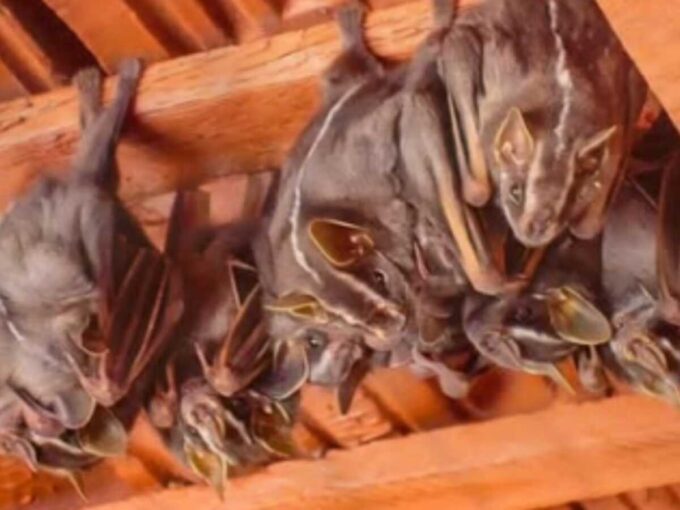 Campo Grande registra novo caso de raiva em morcego