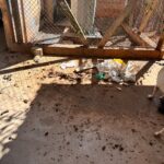 Polícia Civil providencia resgate a pitbull e indicia tutor por maus tratos