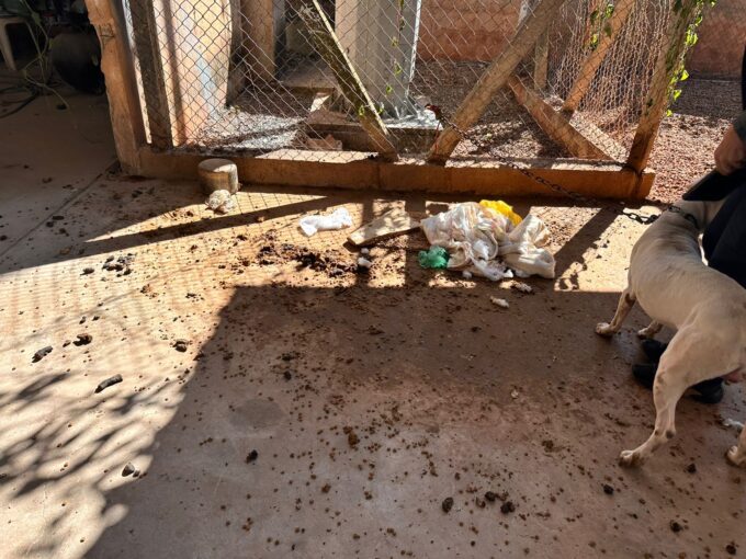 Polícia Civil providencia resgate a pitbull e indicia tutor por maus tratos