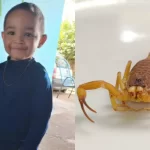 Criança de 3 anos é picada por escorpião, sofre 33 paradas cardíacas e morre
