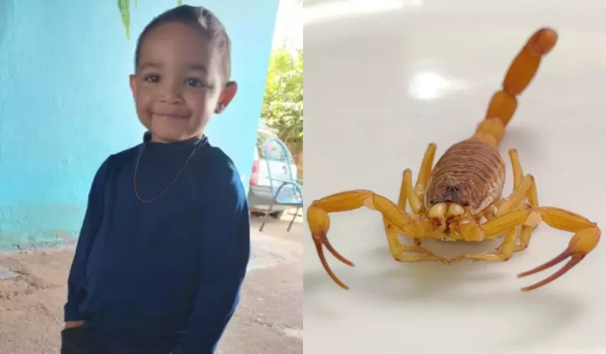 Criança de 3 anos é picada por escorpião, sofre 33 paradas cardíacas e morre