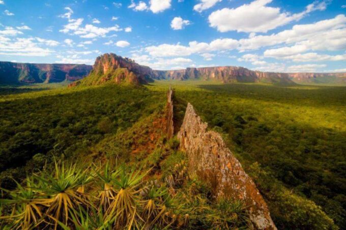 BNDES lança nova fase do Floresta Viva com R$ 100 milhões