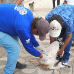 Campanha vacina mais de 1,7 mil animais contra raiva na fronteira de Corumbá