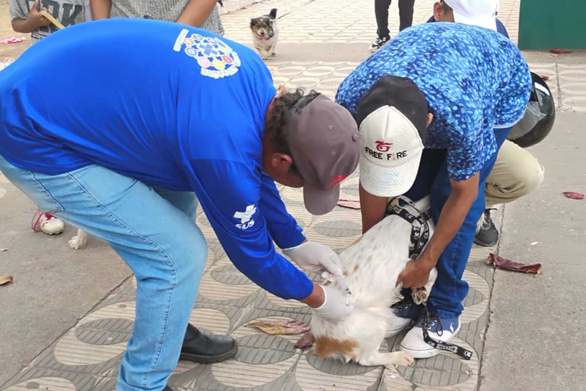 Campanha vacina mais de 1,7 mil animais contra raiva na fronteira de Corumbá