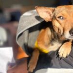 Castramóvel inicia atendimentos nesta quinta-feira em Jardim