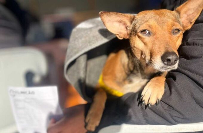 Castramóvel inicia atendimentos nesta quinta-feira em Jardim