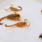 Criança de 5 anos é internada em estado grave após picada de escorpião em MS