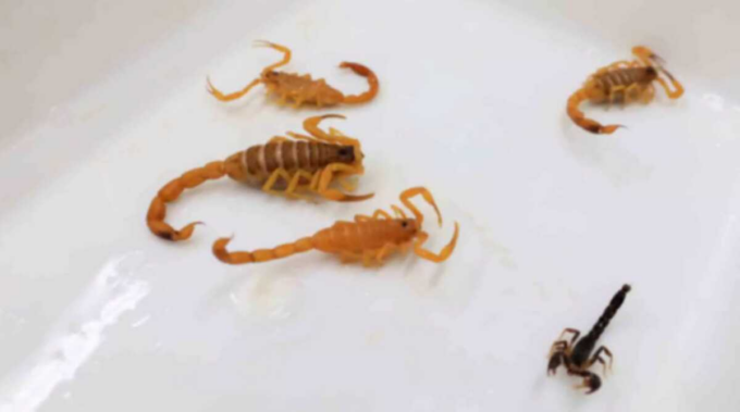 Criança de 5 anos é internada em estado grave após picada de escorpião em MS