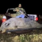 Javali de quase 300 kg é abatido em Rio Brilhante