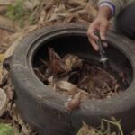 MS confirma mais de 7 mil casos de dengue em 2025 e 17 mortes