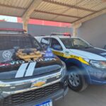 Polícias Civil e Militar apreendem mais de 9kg de maconha e prendem homem por tráfico de drogas em Costa Rica