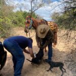 Vacinação antirrábica é levada à zona rural de Jardim