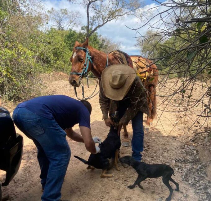 Vacinação antirrábica é levada à zona rural de Jardim