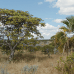 No Dia do Cerrado, alimentos típicos lembram que preservar o bioma também significa valorizar a cultura alimentar brasileira