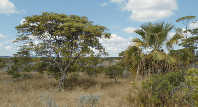 No Dia do Cerrado, alimentos típicos lembram que preservar o bioma também significa valorizar a cultura alimentar brasileira