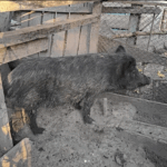 PMA autua homem que criava dois javalis em área de preservação