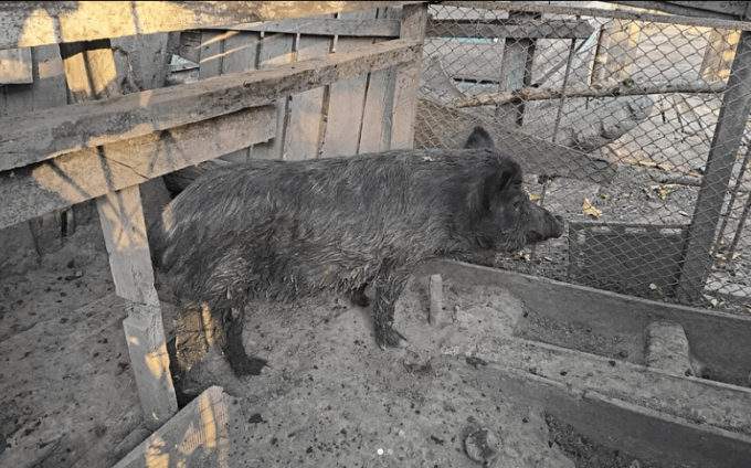 PMA autua homem que criava dois javalis em área de preservação