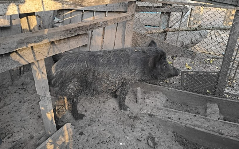 PMA autua homem que criava dois javalis em área de preservação