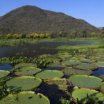 Pantanal brasileiro é destaque em campanha global inédita com a National Geographic