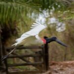 Mato Grosso do Sul reforça liderança no turismo responsável em fórum nacional