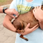 Sidrolândia realiza Dia D da Vacinação Antirrábica neste sábado