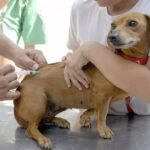 Jardim: sábado é dia de levar cães e gatos para vacinar contra a raiva