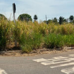 Prefeitura de Jardim notifica proprietários sobre limpeza de terrenos baldios