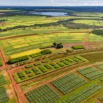 Dia da agricultura: como a pesquisa científica transformou o Cerrado em referência mundial de produtividade e sustentabilidade