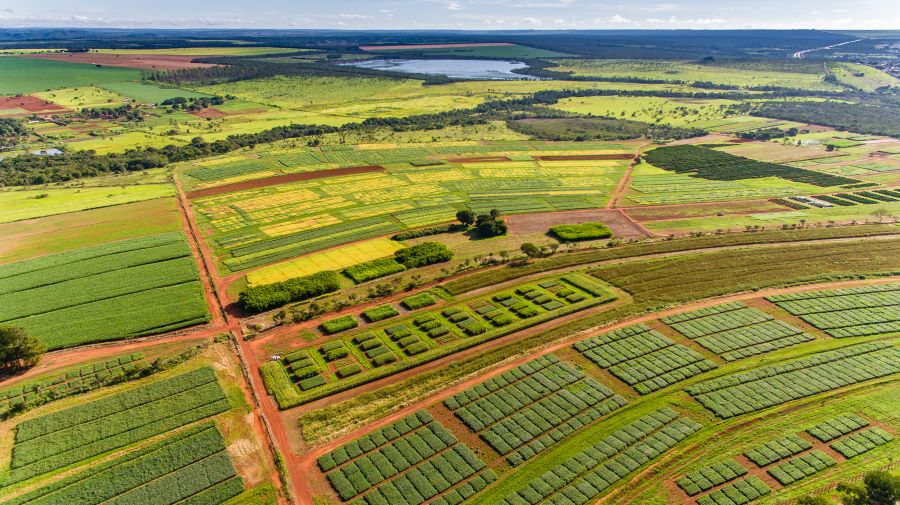 Dia da agricultura: como a pesquisa científica transformou o Cerrado em referência mundial de produtividade e sustentabilidade