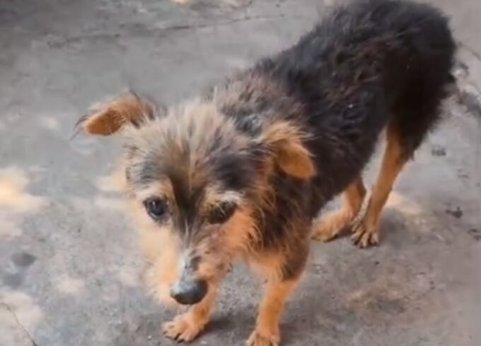 Cão abusado sexualmente é submetido a eutanásia por estar em extremo sofrimento em Nova Andradina